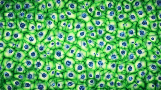 Embryonic stem cells colony under a microscope. Cellular therapy and research of regeneration and disease treatment in seamless 3D animation. Biology and medicine of human body concept loop. 4K