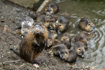 A picture of the coypus in Prague in Czech Republic. They live in water in the city and they are a problem for the ekosystem.  