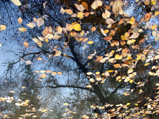 autumn leaves and reflection in water