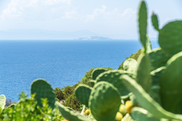 Traumaussicht auf türkises Wasser und Kakteen auf der Insel Sardinien im Sommer