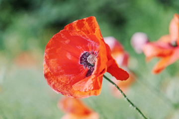 Poppy field. Wild poppy, red poppy. Unusual flowers. Red poppy flowers in the field.