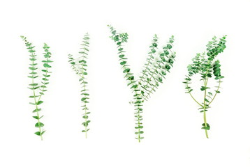 green eucalyptus baby blue branches herbs, leaves,  plants on white background top view. copy space. flat lay