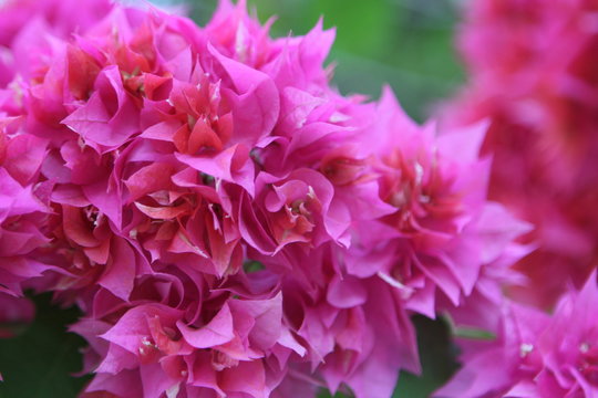 pink Lavender flowers