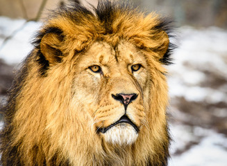 Lion posing for portrait