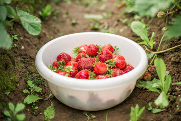 Fresh strawberry in bowl in the garden Outdoor Summer