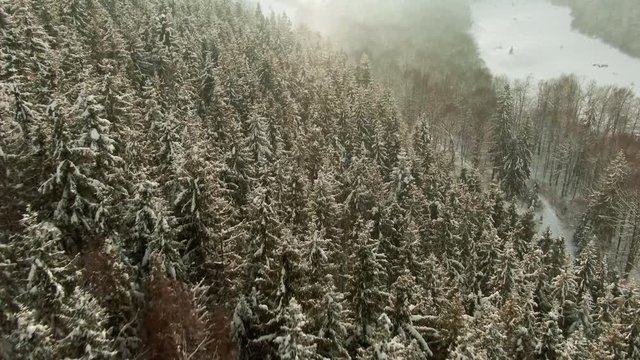 Flying over curvy terrain and tops of coniferous trees in wild nature forest after winter snowfall in overcast weather - drone footage