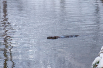 A European beaver swims in the winter water of a river with snow-covered shores © were