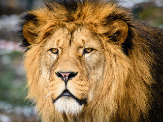 Fototapeta na wymiar Lion posing for portrait