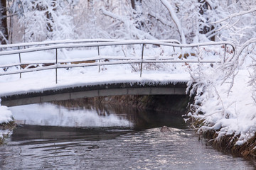 A European beaver swims in the winter water of a river with snow-covered shores