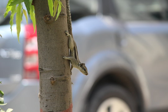 cute squirrel on tree