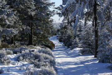 Górski szlak wśród zimowych świerków. Góry Sowie, dolnośląskie, Polska , Europa