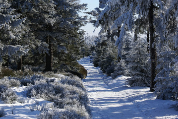 Górski szlak wśród zimowych świerków. Góry Sowie, dolnośląskie, Polska , Europa © Piotr Czerkawski