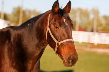 Portrait of brown horse