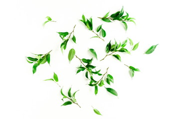green leaves and branches of ficus benjamina on a white background top view