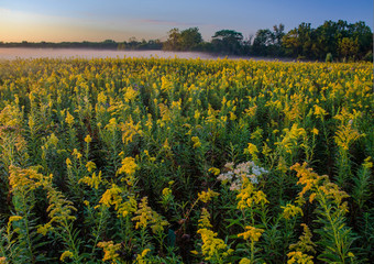 617-20 Goldenrod Sunrise Fog