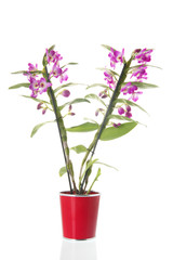 Dendrobium plant with pink flowers