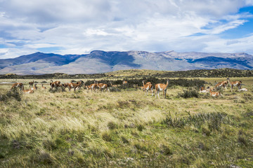 Wild guanacos in Torres del Paine NAtional Park in patagonia © shantihesse