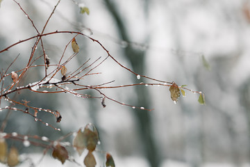 branch with leaves covered with fresh snow