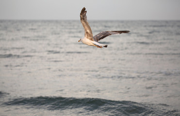 Seagull with white and gray feathers flies over the sea