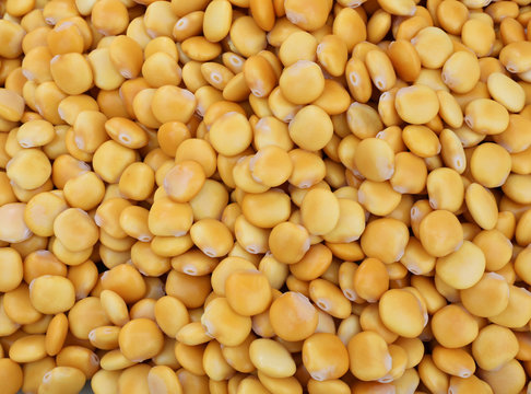 many seeds called Vicia Faba or Broad Beans like lupine  on sale