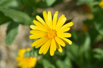 Obraz premium Yellow Flower background