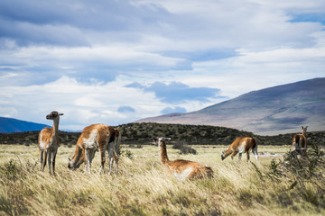 Wild guanacos in Torres del Paine NAtional Park in patagonia