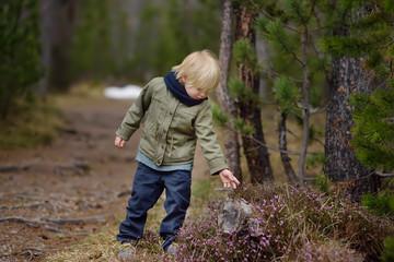 Cute little boy examines a Heather Bush in the Swiss National Park in the spring