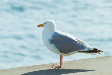 Seevogel auf Kaimauer