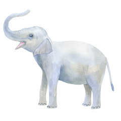 Indian cute baby elephant blows his trunk. Hand drawn watercolor illustration. Isolated on white background.