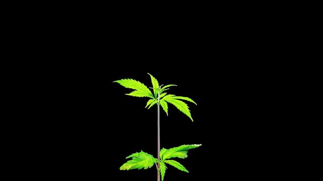 Cannabis sprouts grow quickly, time-lapse with ALPHA matte