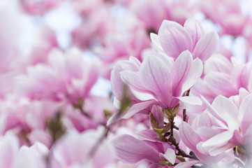 Obraz na płótnie Canvas Magnolia blooming tree on branch. Fragile pink flowers. Beautiful spring tree and flowers with pink petals.