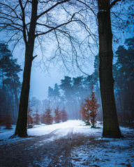 Forest in the twilight on a cold winter day