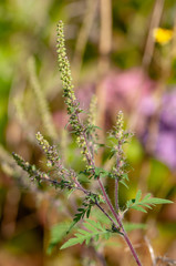 Ambrosia Beifuß Blüten