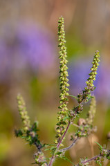 Blühende Ambrosia artemisiifolia, Gefährliche Pollen von Ambrosia artemisiifolia, Gefährliches Gewächs mit gefährlichen Pollen für Allergiker, Ambrosia Pollen lösen heftige allergische Reaktionen aus