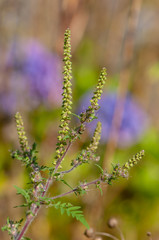 Ambrosia Pollen, Beifu&szlig;bl&auml;ttrige Traubenkraut, Ambrosia Bl&uuml;te