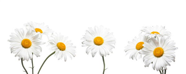 White chamomile flowers collage, floral design wallpaper