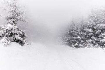 Fototapeta na wymiar Foggy mountain forest covered with snow. 