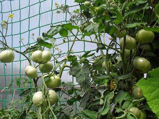 green tomatoes growing in a greenhouse