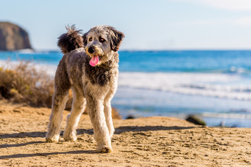 Aussiedoodle puppy playing on beach. Aussiedoodle is a designer dog mix between purebred Poodle and Australian Shepard. They are companion dogs.