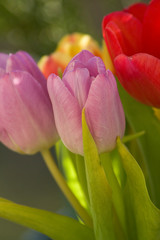 Tulpe