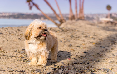 Lhasa Apso puppy playing on beach