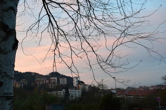 Un atardecer entre las ramas enredadas