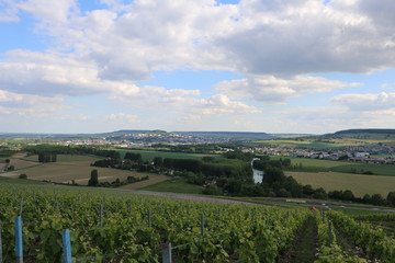 Fototapeta na wymiar Viticulture in Champagne. Green vineyards during spring. Growing vines. Fresh, young grapes. Beautiful, scenic hills. French, country landscape. Rural and bucolic atmosphere. A calm day in France.