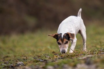 Jack Russell Terrier dog in the forest