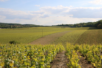Fototapeta na wymiar Viticulture in Champagne. Green vineyards during spring. Growing vines. Fresh, young grapes. Beautiful, scenic hills. French, country landscape. Rural and bucolic atmosphere. A calm day in France.