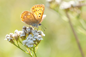 funny gentle orange butterfly sits on a white yarrow flower