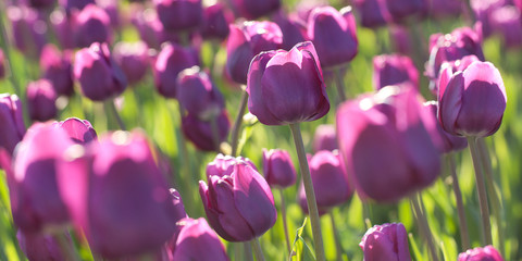 beautiful fluffy tender lilac tulips bloom in summer field