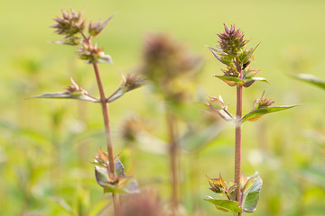 funny blooming bright plants with buds in a summer sunny field