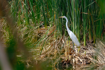 Great egret (Phalacrocorax brasilianus) registered at the edge of a wetland among the vegetation of reeds released
