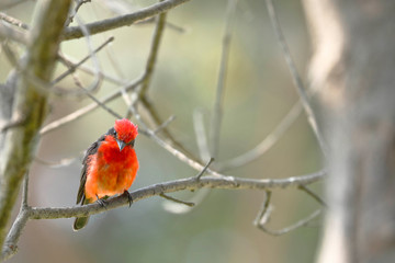 Vermilion flycatcher (Pyrocephalus rubinus) male perched still on branches